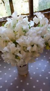 Beautifully scented sweet pea